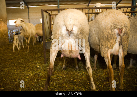 Allevamento di pecore a Alcazar de San Juan in Spagna Foto Stock