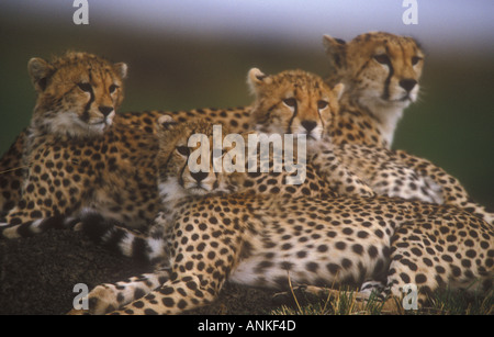 Cheetah Acynonyx jubatus Foto Stock