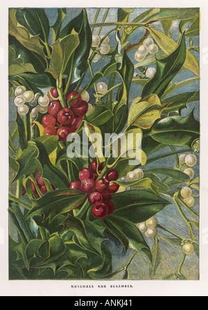 Vischio di Holly Foto Stock