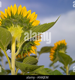 /Girasole Helianthus annuus/ nel campo Foto Stock