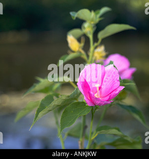 I cinesi hibiscus fiore rosa Foto Stock