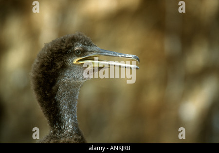Marangone dal Ciuffo Phalacrocorax aristotelis close-up di ansimazione immaturi, Isola di fiocco farne Islands, Northumberland Foto Stock