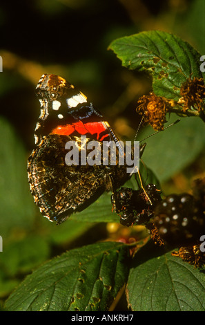 Red Admiral Butterfly Vanessa Atalanta su alimentazione Bramble (Blackberry) frutta Rubus fruiticosus Potteric Carr NR, South Yorkshire Foto Stock