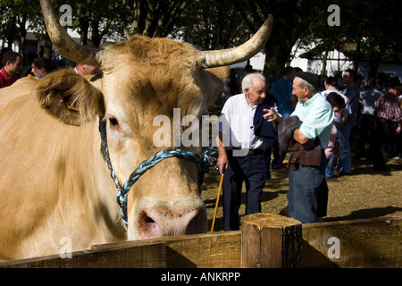 Bestiame di Elizondo Navarra Spagna Foto Stock