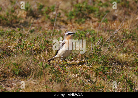 Steinschmätzer Oenanthe oenanthe singvogel songbird Foto Stock