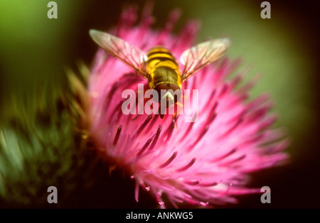 Hoverfly Syrphidae specie su un cardo, Potteric Carr NR, Doncaster, South Yorkshire Foto Stock