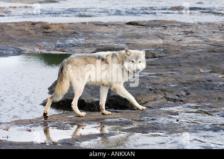 Lupo Canis lupus arenaria contea di Pino Minnesota Stati Uniti 28 settembre Foto Stock