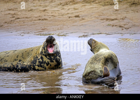 Le foche grigie a donna nook, lottando sulla spiaggia Foto Stock