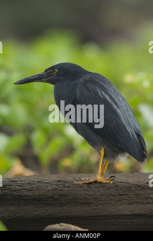 Airone di lava (Buorides sundevalli) sulla sabbia nera. Isole Galapagos, Ecuador Foto Stock