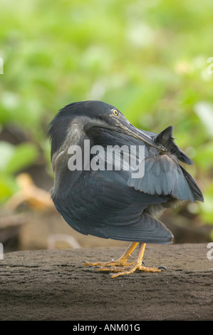 Airone di lava (Buorides sundevalli) sulla sabbia nera. Isole Galapagos, Ecuador Foto Stock