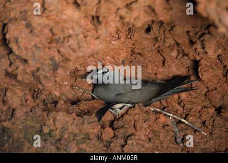 Gabbiano di lava (Larus fuliginosus) nesting in rosso di roccia vulcanica. Isole Galapagos, Ecuador Foto Stock