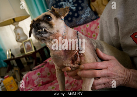 Un uomo che sostiene il suo piccolo cane che è stato brutalmente tagliato con un coltello da bambini e ricevuto centinaia di punti Foto Stock