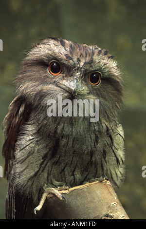 Bruno Frogmouth, Podargus strigoides Foto Stock