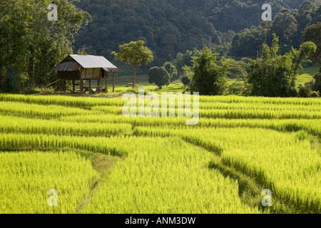 Riso crescente in piantagioni, rifugio agricolo Asia  Asian campi di riso terrazzato a Chiang mai Thailandia Foto Stock