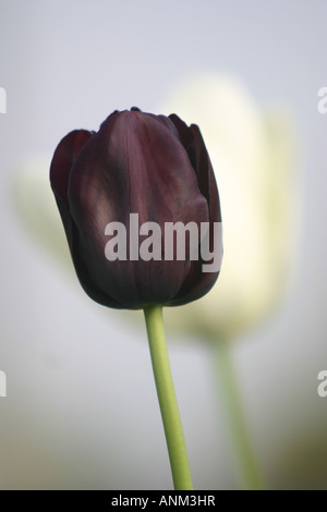 Parole chiave, orticola, botanico, tulip,, giardino,, il giardiniere,, del giardinaggio, lampadina,, fiori, Marzo, Aprile, bellezza, display, Foto Stock