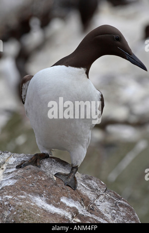 GUILLEMOT URIA AALGE permanente sulla mensola Foto Stock