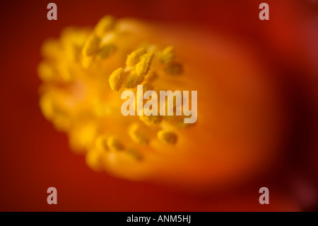 Close up di stami gialli in rosso Camellia flower Foto Stock