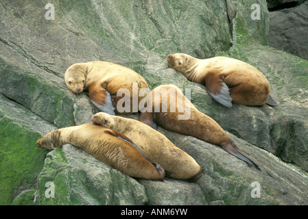 Steller's Sea Lion Eumetopias jubatus Parco nazionale di Kenai Fjords Seward Alaska Stati Uniti giugno le femmine adulte Foto Stock