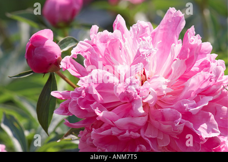 In prossimità di una grande rosa peonia fiore. Foto Stock