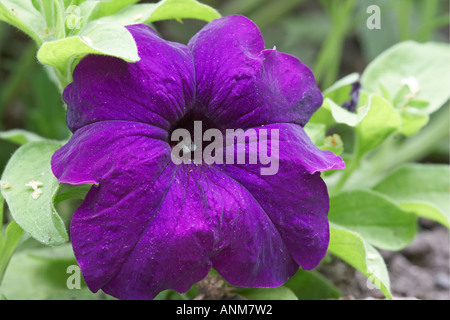 Purple petunia flower in July. Foto Stock