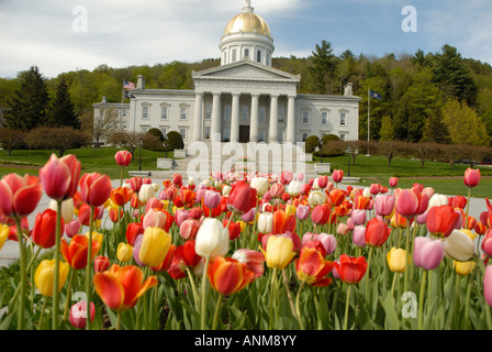 I tulipani sbocciano i fiori nella parte anteriore del Vermont Statehouse in primavera Foto Stock