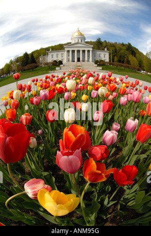 I tulipani sbocciano i fiori nella parte anteriore del Vermont Statehouse in primavera Foto Stock