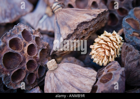 Essiccato lotus pods Nelumbo nucifera ninfea lily Foto Stock