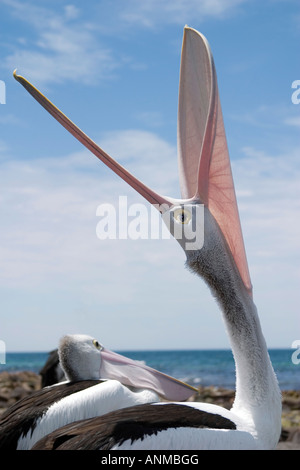 Pelican sbadigli su una spiaggia Kangaroo Island South Australia in formato verticale Foto Stock