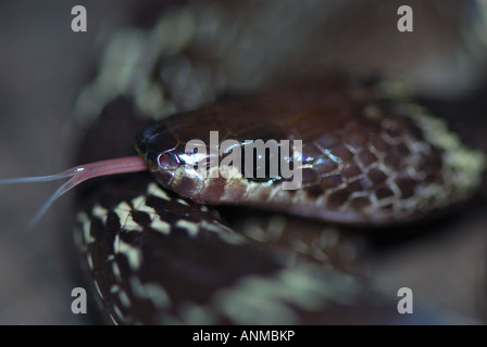 Lupo comune snake Lycodon aulicus close up mostra lingua biforcuta Foto Stock