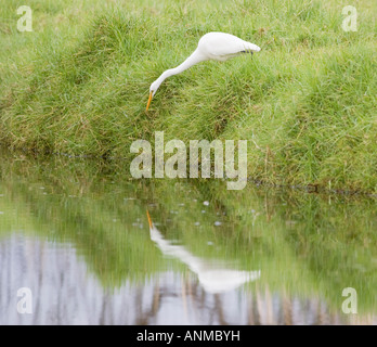 Un Airone bianco maggiore (Ardea alba) su un argine a Perth, Western Australia. Foto Stock