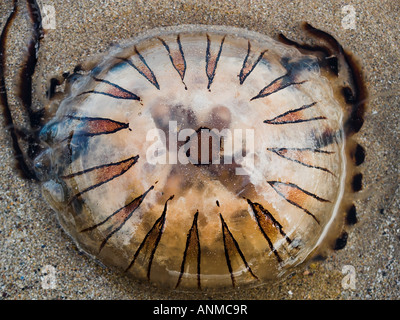 Compass medusa Chrysaora hysoscella sulla spiaggia Foto Stock