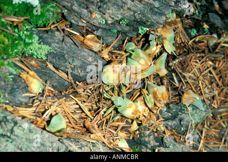 Scoiattolo rosso Tamiasciurus hudsonicus Nuovo Messico Stati Uniti Luglio Douglas Fir cone pezzi dopo lo scoiattolo ha mangiato i semi Foto Stock