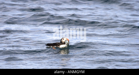 Puffin Fratercula artica vicino a Reykjavik Foto Stock