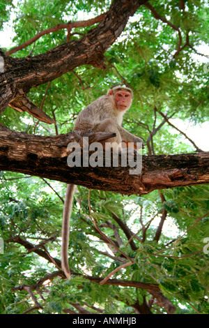 Una scimmia seduto su un albero di cocco di contenimento a guardare se stesso di essere fotografato con la sua lunga coda penzolante verso il basso e il baldacchino verde Foto Stock