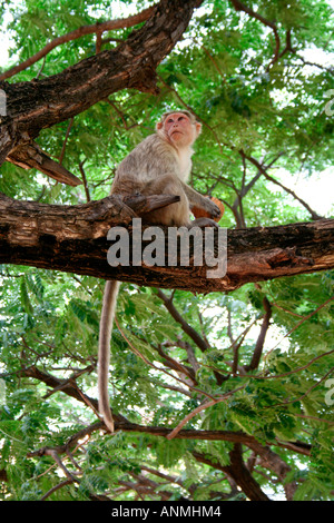 Una scimmia tenendo una noce di cocco seduto su un ramo di un albero a guardare in alto con la sua lunga coda penzolante verso il basso e un baldacchino verde Foto Stock