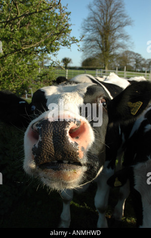 Divertente funny divertente close up di vacche di testa in campo in Inghilterra Hampshire REGNO UNITO Foto Stock