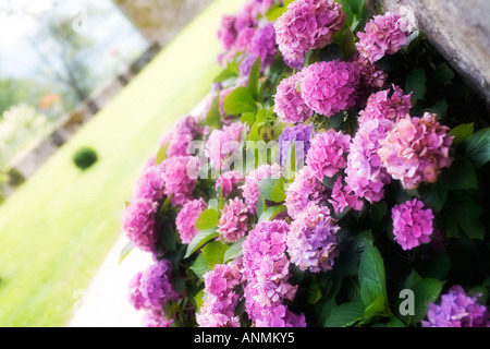 Antique ortensia fiore nel giardino del castello di Pesteils, Polminhac, FR Foto Stock
