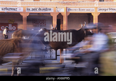 Le mucche in traffico di Jaipur Foto Stock