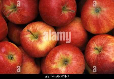 Le mele rosse Foto Stock