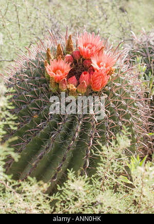 Close up di cactus con fiore, Arizona, Stati Uniti Foto Stock