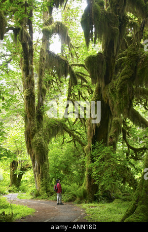 Donna trekking sul Sentiero attraverso la temperata crescita vecchia foresta di pioggia Hall di muschi Trail Hoh Rain Forest Parco nazionale di Olympic Foto Stock