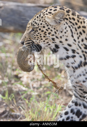 Leopard con il cibo in bocca, il maggiore parco nazionale Kruger, Sud Africa Foto Stock
