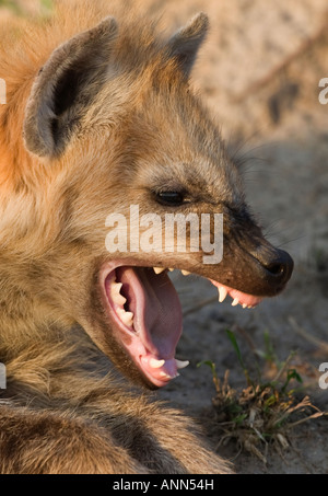 Close up Spotted Hyaena, maggiore parco nazionale Kruger, Sud Africa Foto Stock