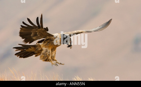 Vulture Lammergeier in volo, Drakensberg Mountain Range, Sud Africa Foto Stock