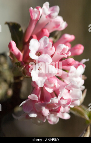 Fiore di Viburnum x bodnantense 'Dawn'. Foto Stock