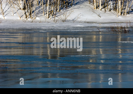 Tree riflessioni di ghiaccio su beaver pond maggiore Sudbury Ontario Foto Stock