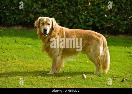 Maschio di golden retriever cane costeggiata su un prato nel suo giardino contro un oscuro sfondo evergreen nel Wiltshire, Inghilterra Foto Stock