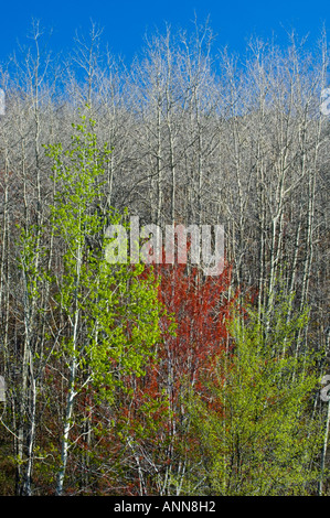 Fioritura di acero rosso e la molla aspen alberi maggiore Sudbury, Ontario Foto Stock