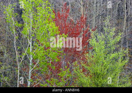 Fioritura di acero rosso e la molla aspen alberi maggiore Sudbury, Ontario Foto Stock