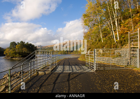 Griglia di cervo su strada, Loch Katrine, Trossachs National Park, Scozia Foto Stock